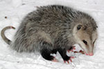 Didelphimorphia