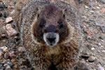 Yellow-bellied Marmot