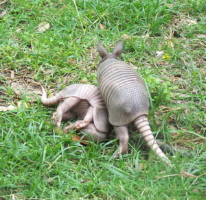 Nine-banded Armadillo