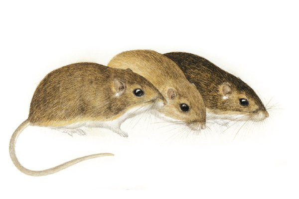 Perognathus flavescens
