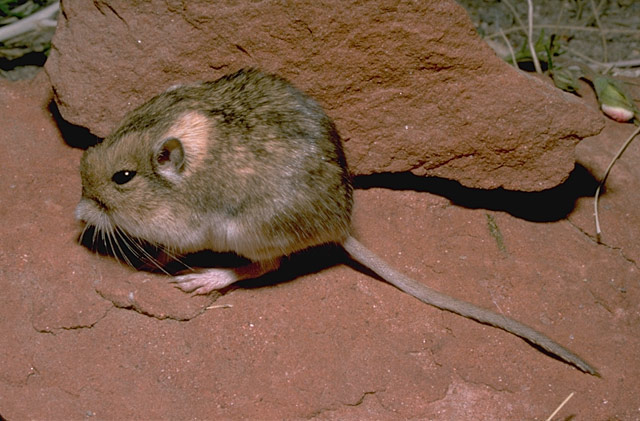 Perognathus flavus