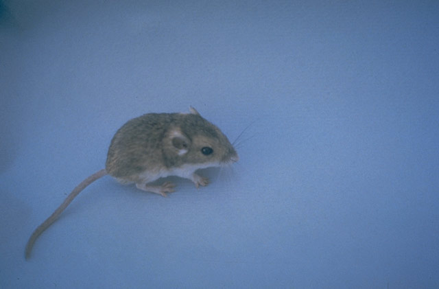 Perognathus merriami