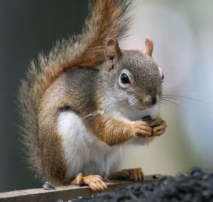 Red Squirrel