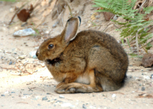 Snowshoe Hare