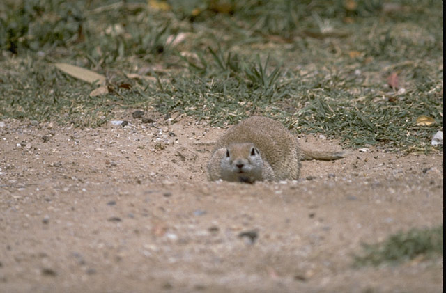 Abert's Squirrel