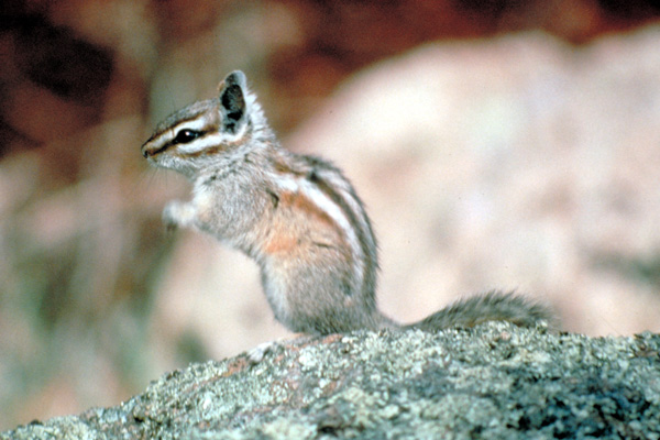 tamias_cinereicollis