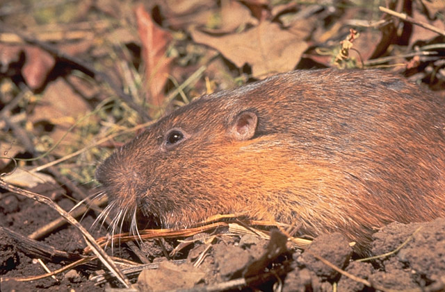Thomomys bottae