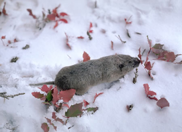 Thomomys taplpoides