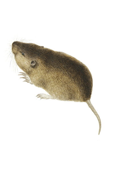 thomomys umbrinus