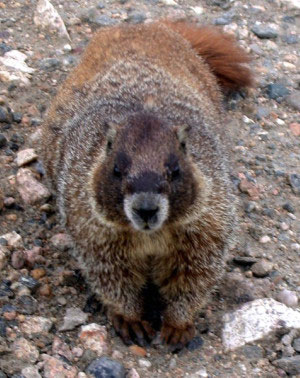 Yellow-bellied Marmot