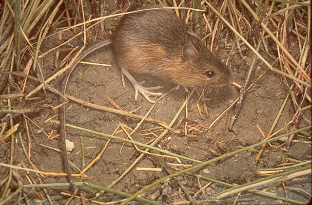 jumping mouse