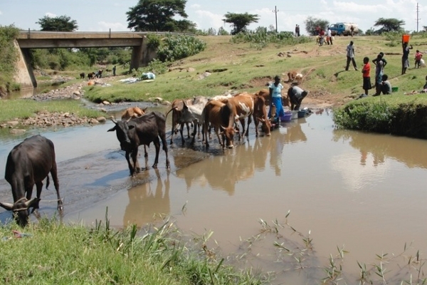 domestic ruminants in stream