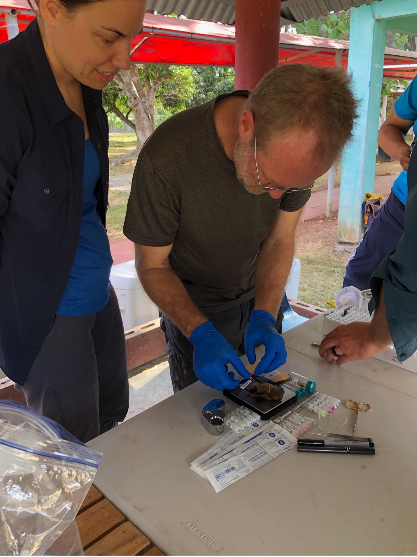 bat-sampling-panama.jpg