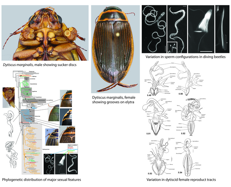 diving beetle diversity
